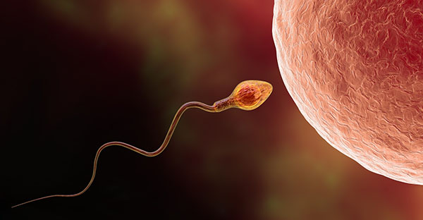 Großaufnahme von Spermium kurz vor der Befruchtung einer Eizelle